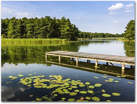 duża ryba chwyta przynętę